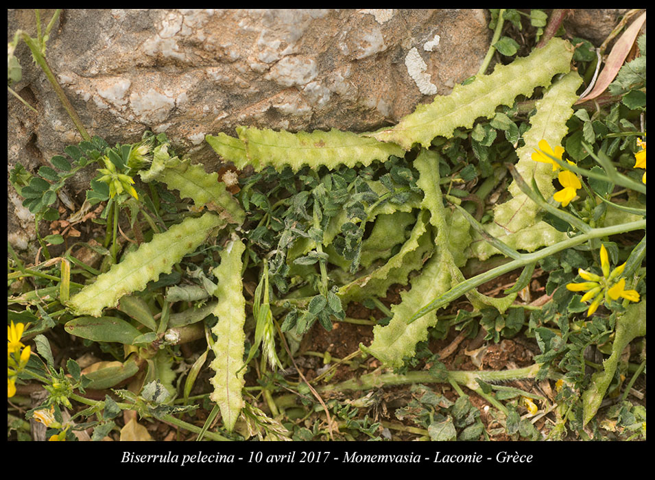 Biserrula-pelecina