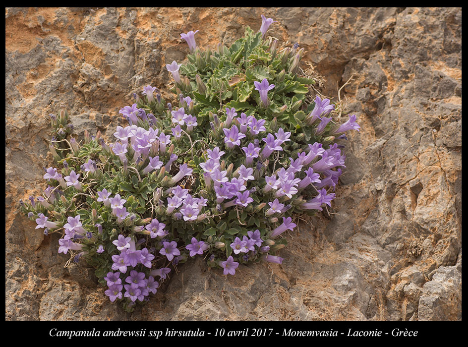 Campanula-andrewsii-ssp-hirsutula2