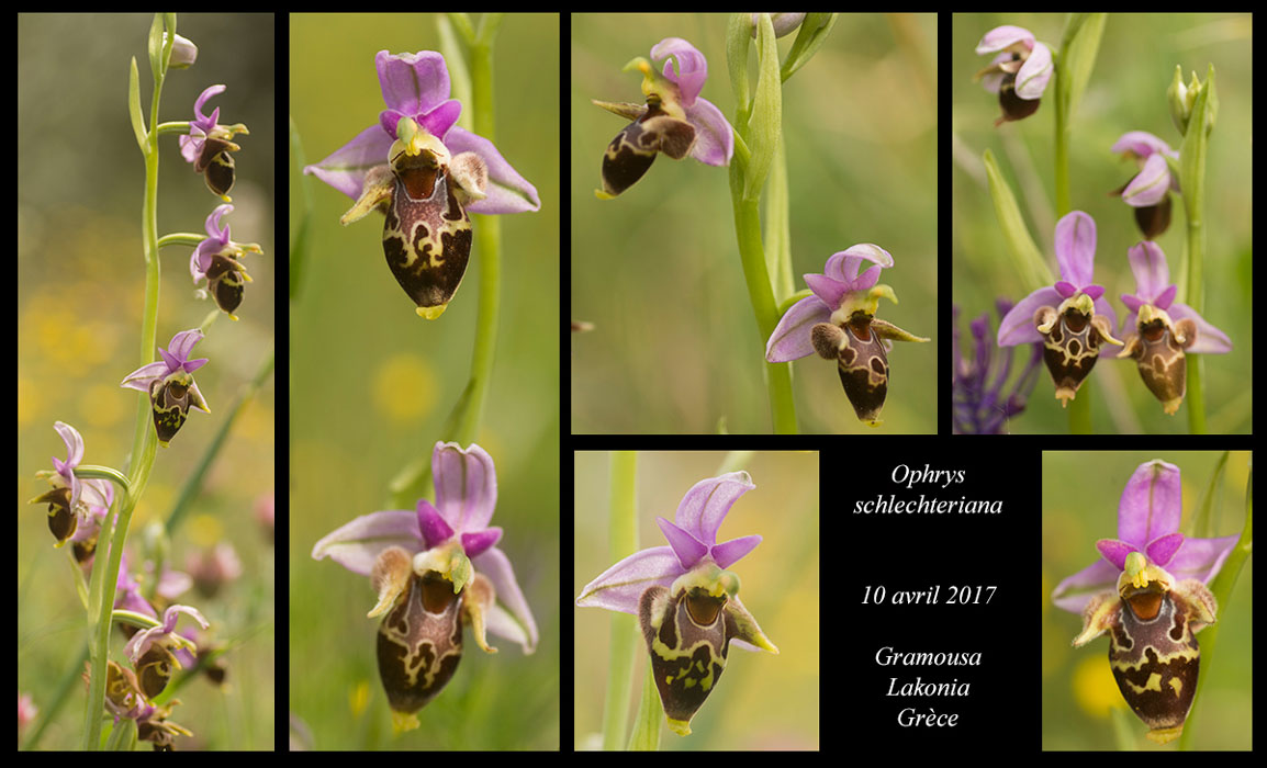 Ophrys-schlechteriana