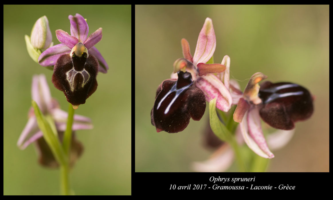 Ophrys-spruneri