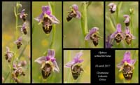 Ophrys-schlechteriana