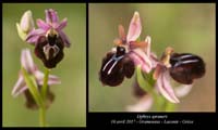 Ophrys-spruneri