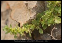 Parietaria-lusitanica