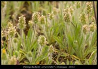 Plantago-bellardii