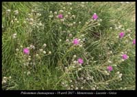 Ptilostemon-chamaepeuce