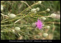 Ptilostemon-chamaepeuce2
