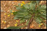 Scorpiurus-muricatus
