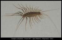 Scutigera-coleoptrata