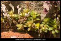 Sedum-litoreum