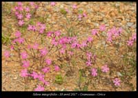 Silene-integrifolia2