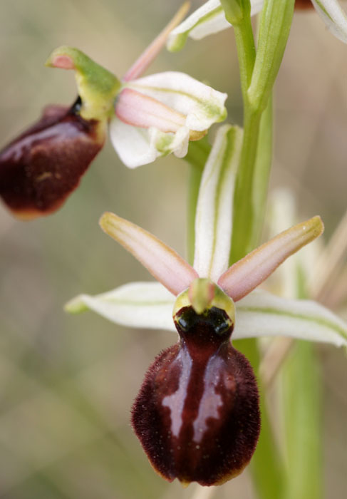 Ophrys exaltata ssp arachnitiformis Pennafort 070410 (17)