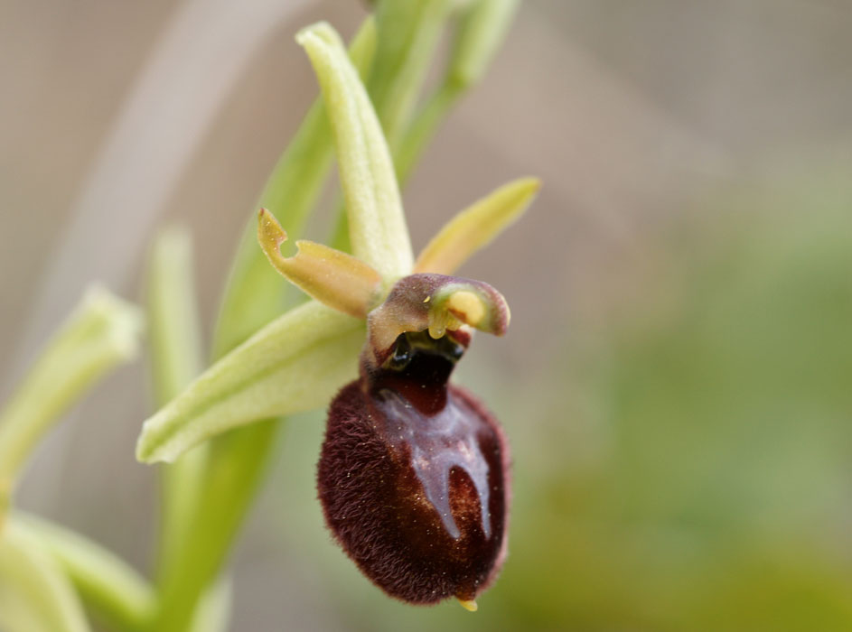 Ophrys exaltata ssp arachnitiformis Pennafort 070410 (20)