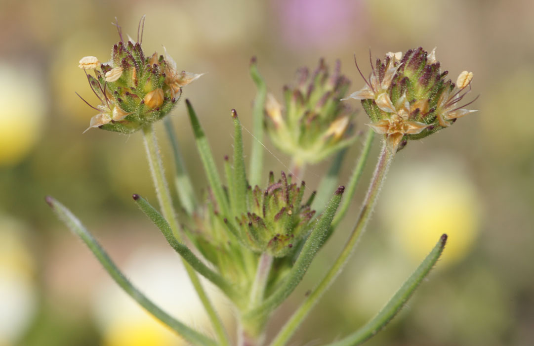 Plantago scabra Rocher de Roquebrune 070410 (14)