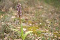 Himantoglossum robertianum & Ophrys exaltata ssp arachnitiformis Pennafort 070410 (38)