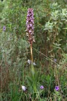 Himantoglossum robertianum Rocher de Roquebrune 070410 (22)