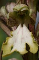 Himantoglossum robertianum Rocher de Roquebrune 070410 (30)