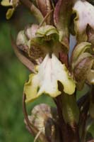 Himantoglossum robertianum Rocher de Roquebrune 070410 (31)