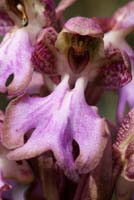 Himantoglossum robertianum Rocher de Roquebrune 070410 (32)