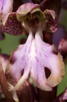 Himantoglossum robertianum Rocher de Roquebrune 070410 (33)