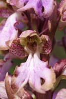 Himantoglossum robertianum Rocher de Roquebrune 070410 (34)