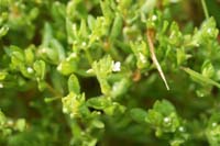 Montia fontana ssp chondrosperma Rocher de Roquebrune 070410 (19)