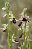 Ophrys exaltata ssp arachnitiformis Pennafort 070410 (1)