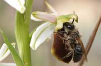 Ophrys exaltata ssp arachnitiformis Pennafort 070410 (10)