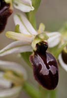 Ophrys exaltata ssp arachnitiformis Pennafort 070410 (11)