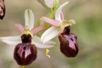 Ophrys exaltata ssp arachnitiformis Pennafort 070410 (13)