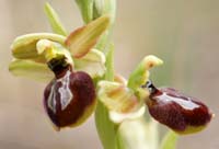 Ophrys exaltata ssp arachnitiformis Pennafort 070410 (14)