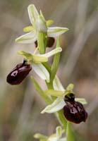Ophrys exaltata ssp arachnitiformis Pennafort 070410 (15)