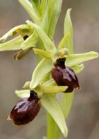 Ophrys exaltata ssp arachnitiformis Pennafort 070410 (16)