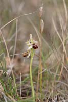 Ophrys exaltata ssp arachnitiformis Pennafort 070410 (18)