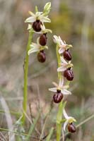 Ophrys exaltata ssp arachnitiformis Pennafort 070410 (19)