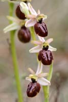 Ophrys exaltata ssp arachnitiformis Pennafort 070410 (21)