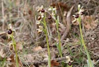 Ophrys exaltata ssp arachnitiformis Pennafort 070410 (22)