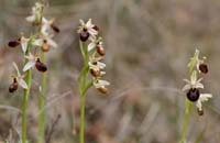 Ophrys exaltata ssp arachnitiformis Pennafort 070410 (26)