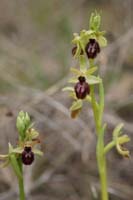 Ophrys exaltata ssp arachnitiformis Pennafort 070410 (27)