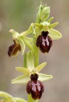 Ophrys exaltata ssp arachnitiformis Pennafort 070410 (28)
