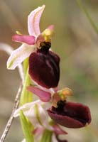 Ophrys exaltata ssp arachnitiformis Pennafort 070410 (30)