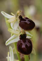 Ophrys exaltata ssp arachnitiformis Pennafort 070410 (31)