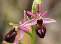 Ophrys exaltata ssp arachnitiformis Pennafort 070410 (33)