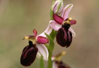 Ophrys exaltata ssp arachnitiformis Pennafort 070410 (36)