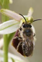 Ophrys exaltata ssp arachnitiformis Pennafort 070410 (6)