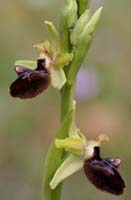 Ophrys incubacea Rouquan 0704710 (2)