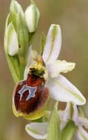 Ophrys splendida Rocher de Roquebrune 070410 (44)