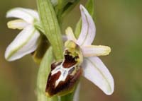 Ophrys splendida Rocher de Roquebrune 070410 (47)