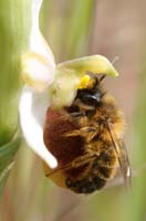 Ophrys splendida Rocher de Roquebrune 070410 (51)