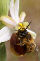 Ophrys splendida Rocher de Roquebrune 070410 (59)