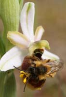 Ophrys splendida Rocher de Roquebrune 070410 (63)